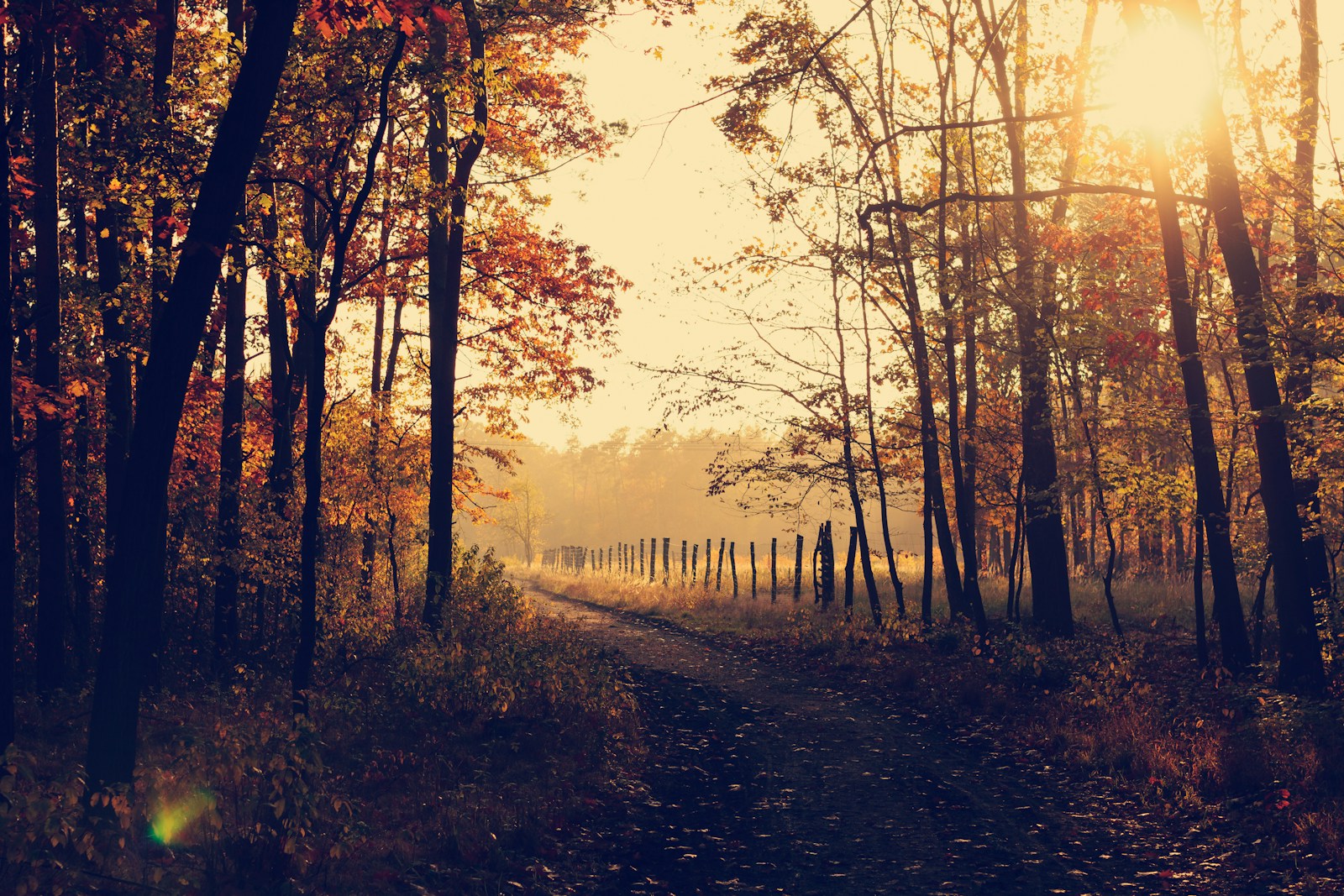 pathway between inline trees during golden hour in Autumn